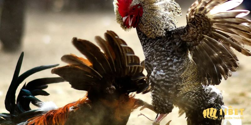 5 mẹo chơi đá gà Thái chuẩn chỉnh