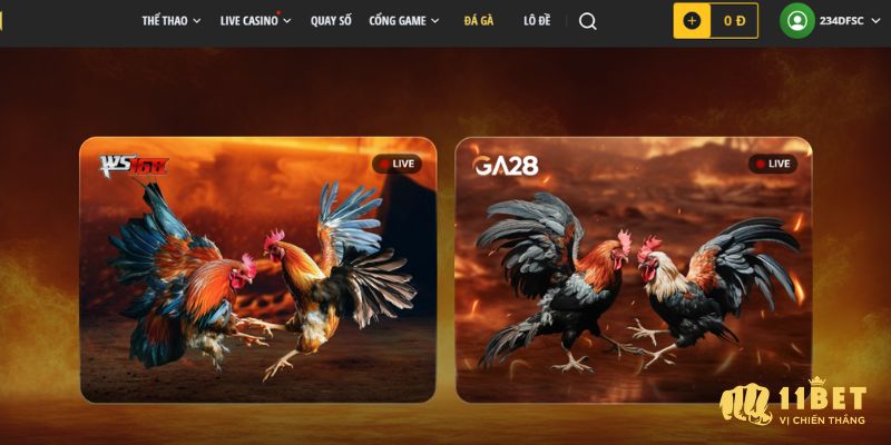 Cá cược đá gà với trận đấu live trực tiếp thú vị