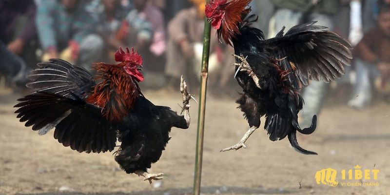 Bí quyết chọn gà đá khỏe mạnh