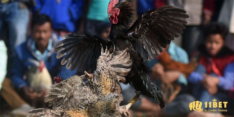 Đá gà cựa sắt