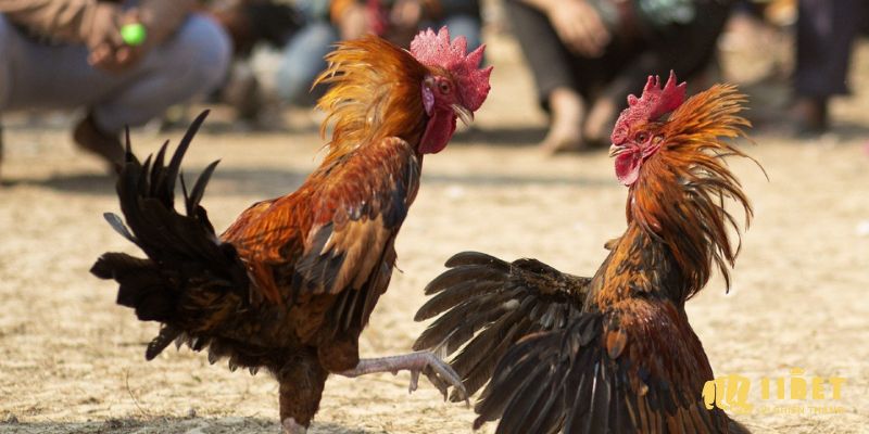 Điểm nổi bật của chọi gà Mỹ