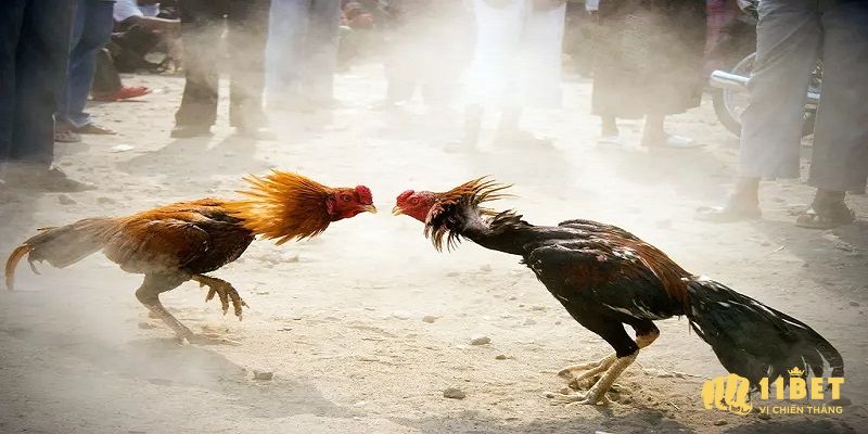 Khái niệm về đá gà đòn