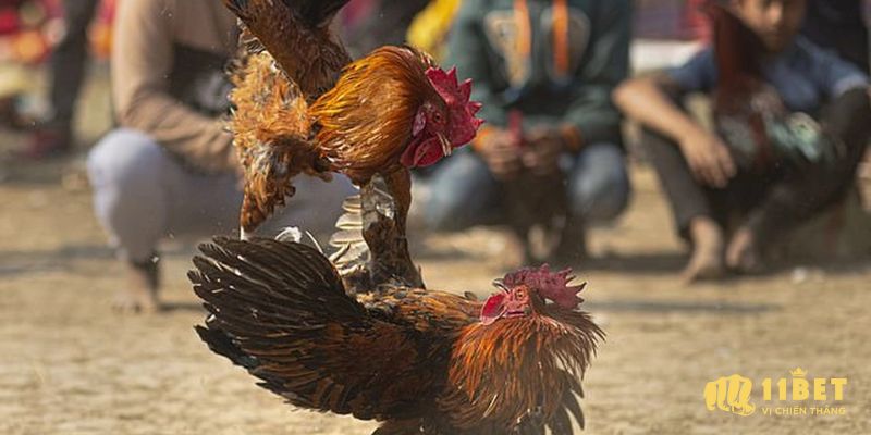Một số dòng gà chiến được ưa chuộng 