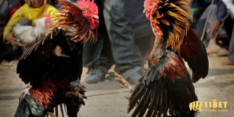 Sự khác biệt của gà đòn và gà cựa sắt
